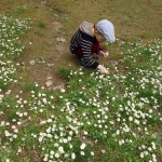 Picking daisies