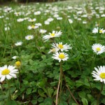 Daisies