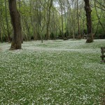 Daisies