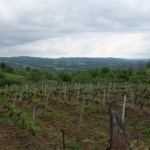 Grape field near vineyeard