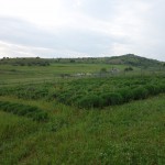 Katerina's lavender field